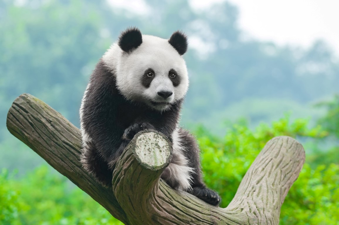 Hình đại diện